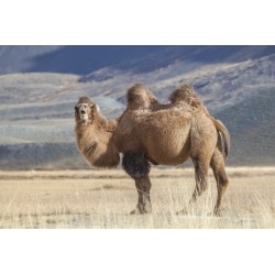 Kamelhaar-Ganzjahresduvet Camel white